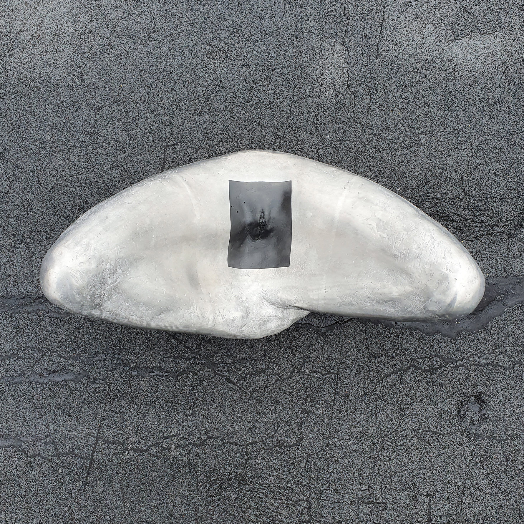 moth2